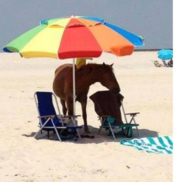 Meet your Posher, Lilly - Picture 1 of 1